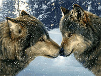 Волки (романтика)