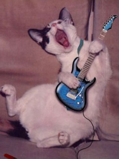 Кот гитарист