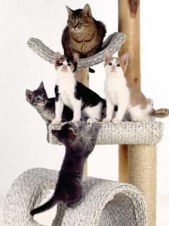 Иерархия котов