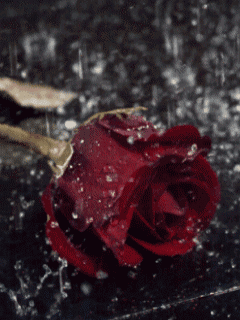 Скачать анимацию Выброшенная роза под дождем