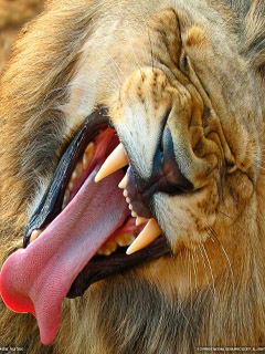 Зевок льва