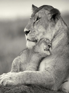 Любовь львов