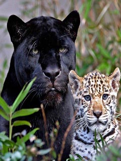 Пума и малыш гепарда