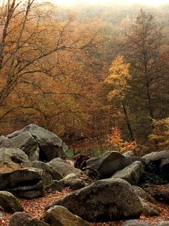 Осенний лес и камни