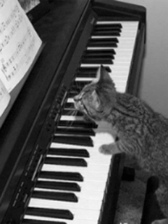 Кот пианист