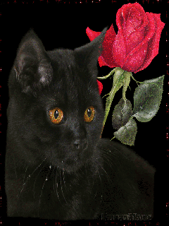 Черный кот и роза