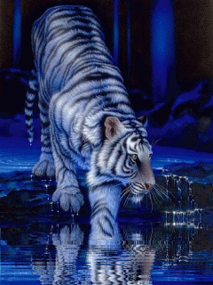 Красивый голубой тигр