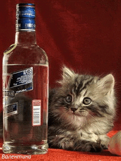 Кот желающий выпить