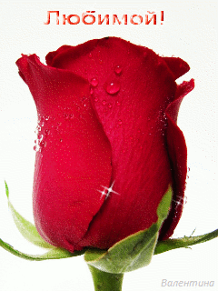 Розу любимой