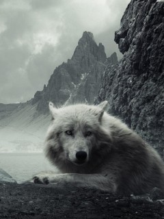 Волк у скал