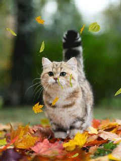 Кот и листопад