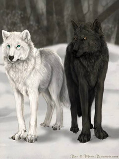 Черный и белый волк