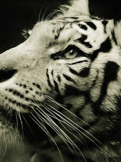 Печальный тигр