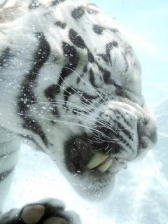 Плывущий тигр под водой