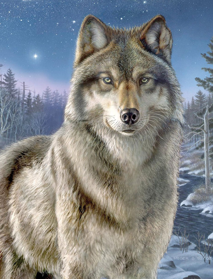 Заинтригованный волк