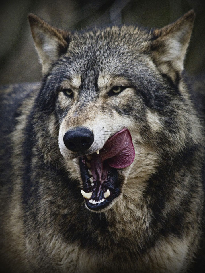 Облизывающийся волк