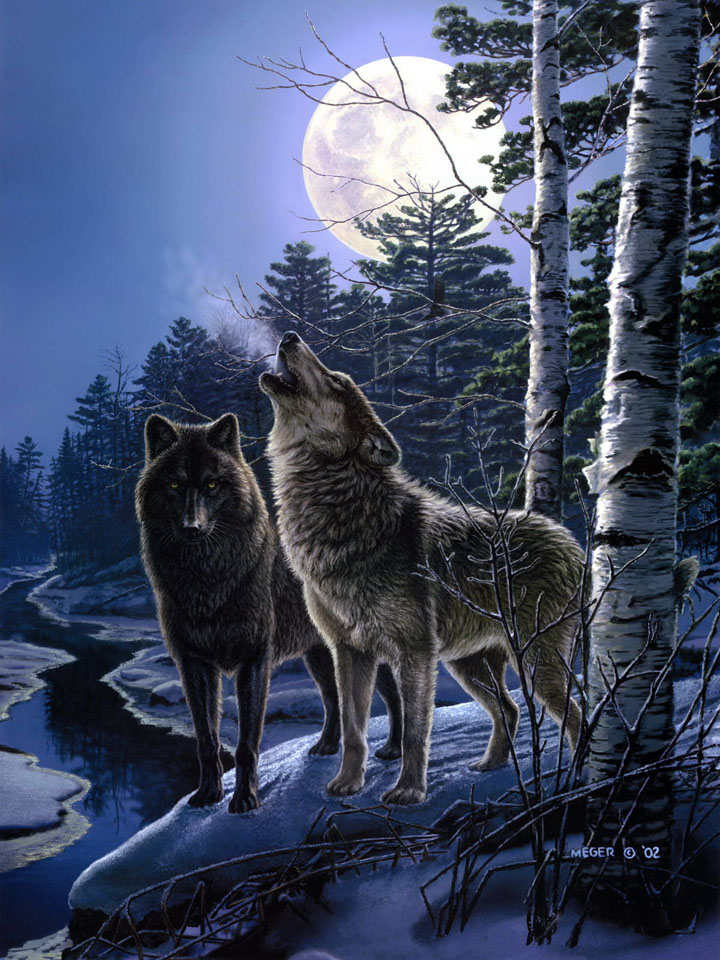 Пара волков под Луной