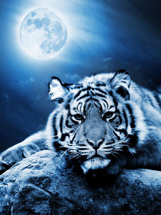 Тигр под Луной