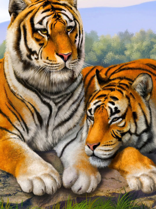 Тигры друзья