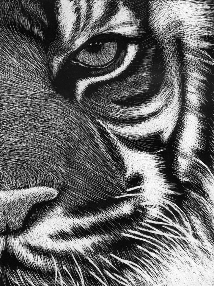 Черно-белое фото тигра