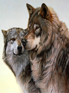 Старая волчья пара
