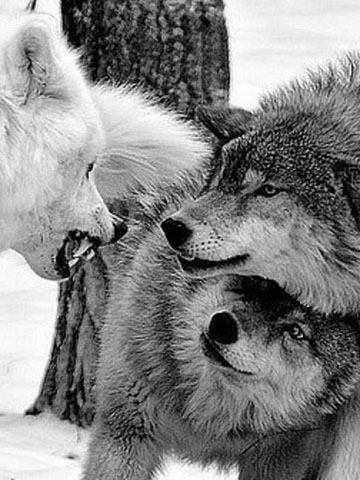 Волк защищающий другого