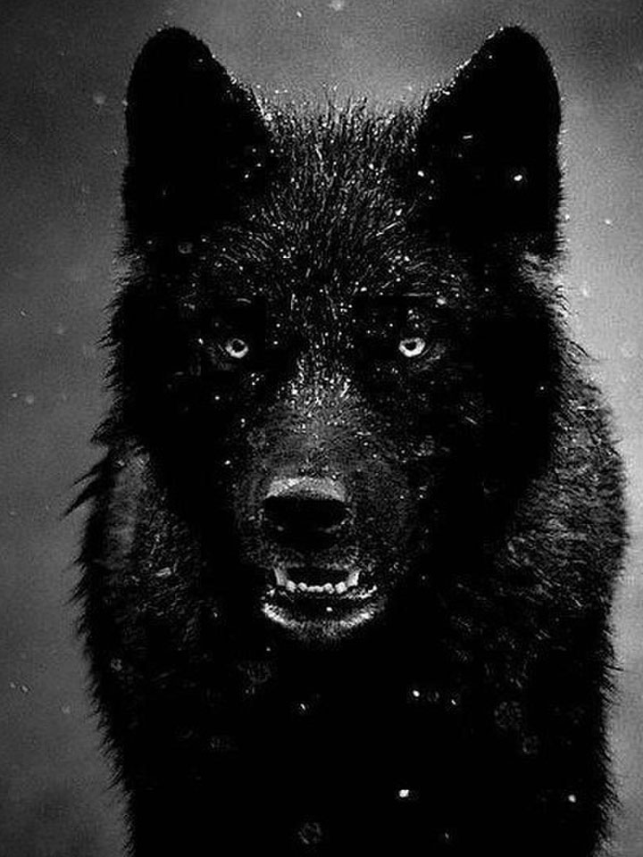 Волк из Игры престолов