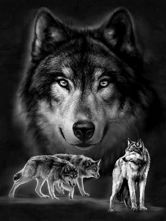 Волки (черно-белая картинка)