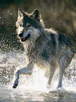 картинка Волчонок, бегущий по воде