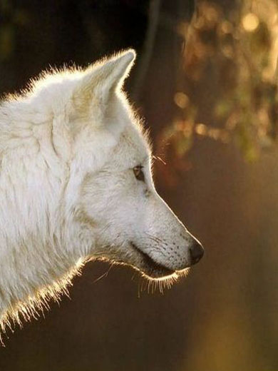 Волк в профиле