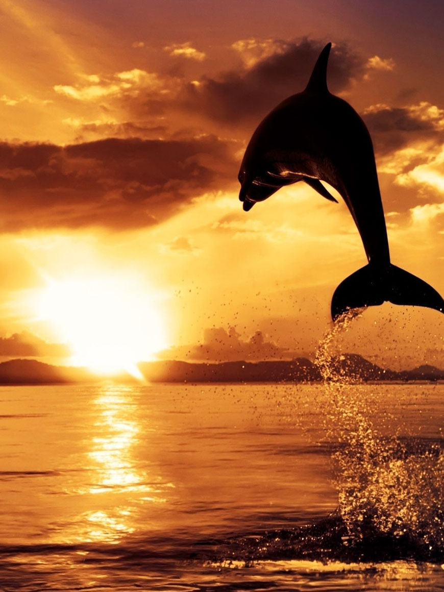 Скачать картинку Дельфин на закате