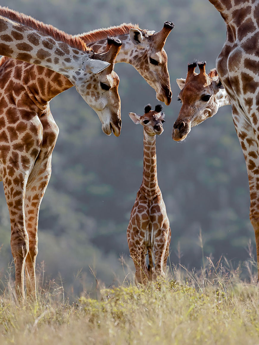 Жирафёнок в кругу семьи