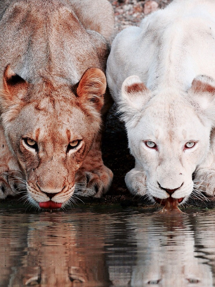 Пара львов на водопое