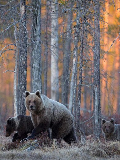 Медведица и 2 медвежонка