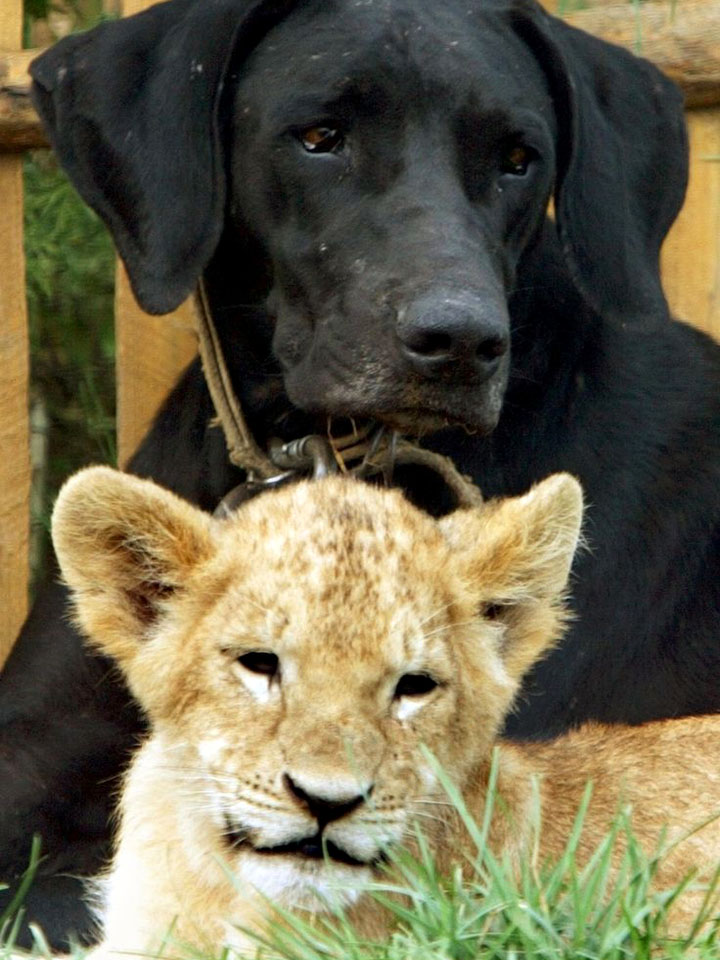 Львёнок и пёс