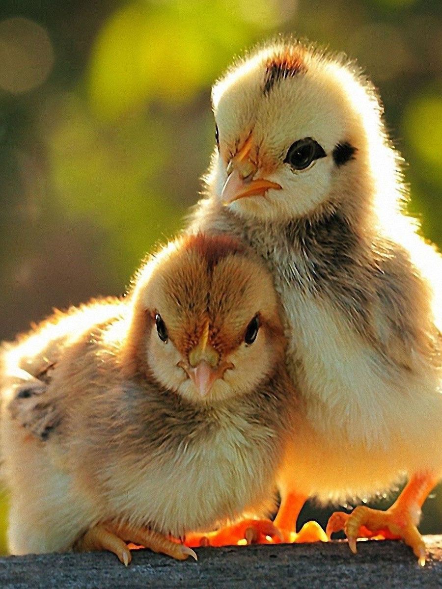 Два цыплёнка