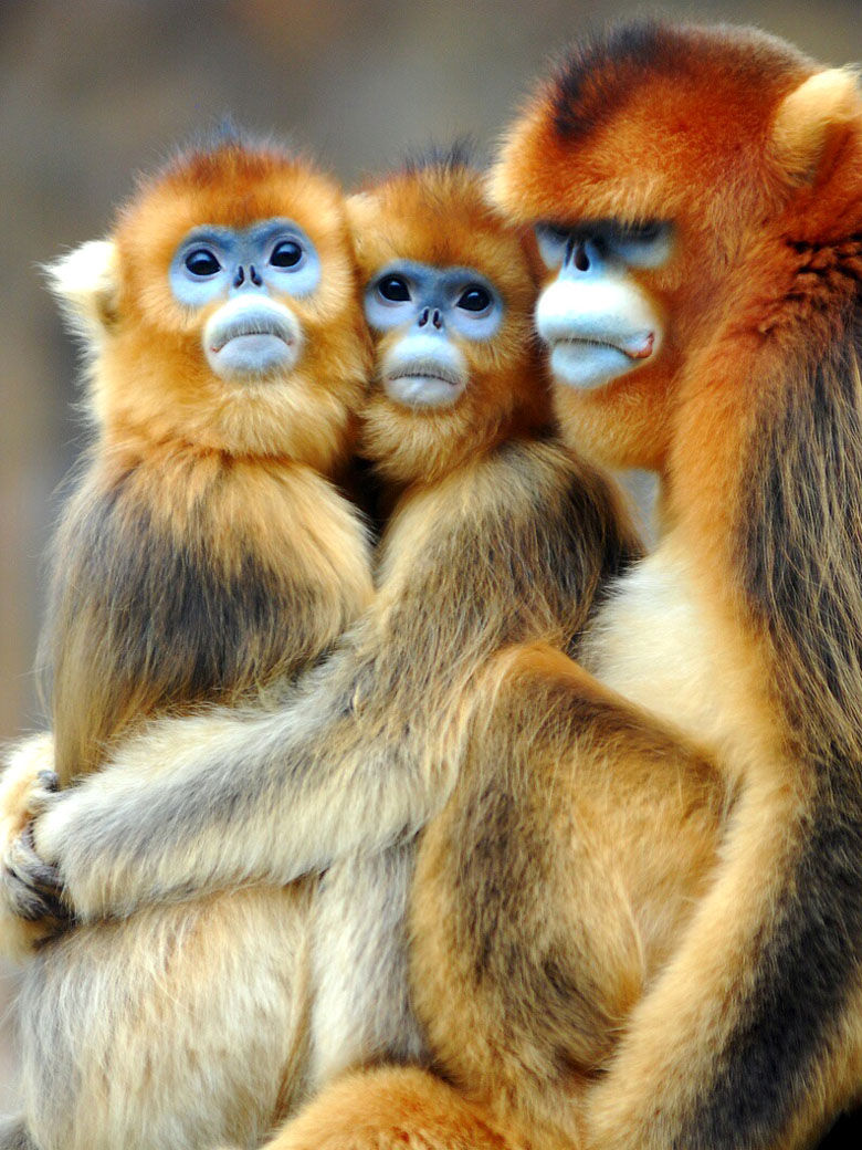 Семья курносых обезьян
