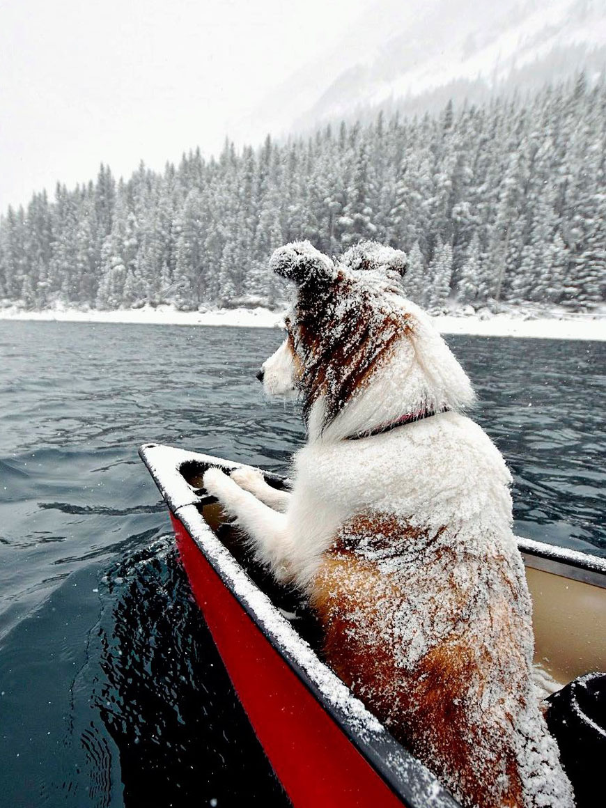 Пёс в лодке