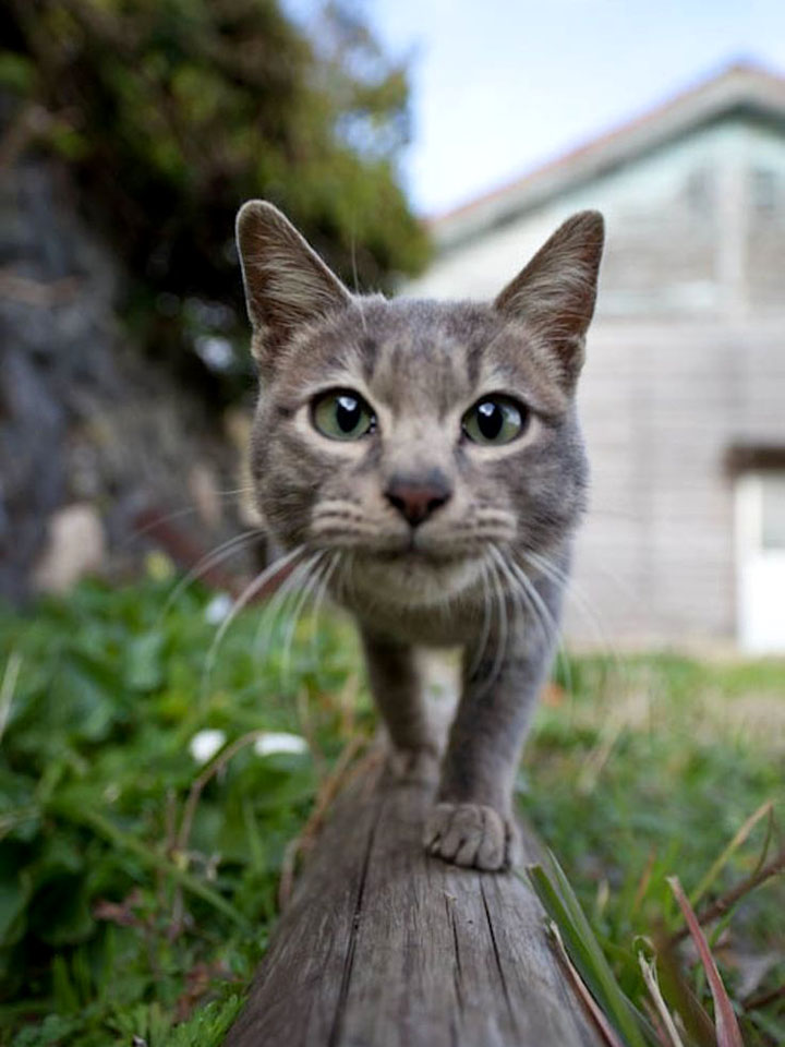 Кот по бревну на лужайке