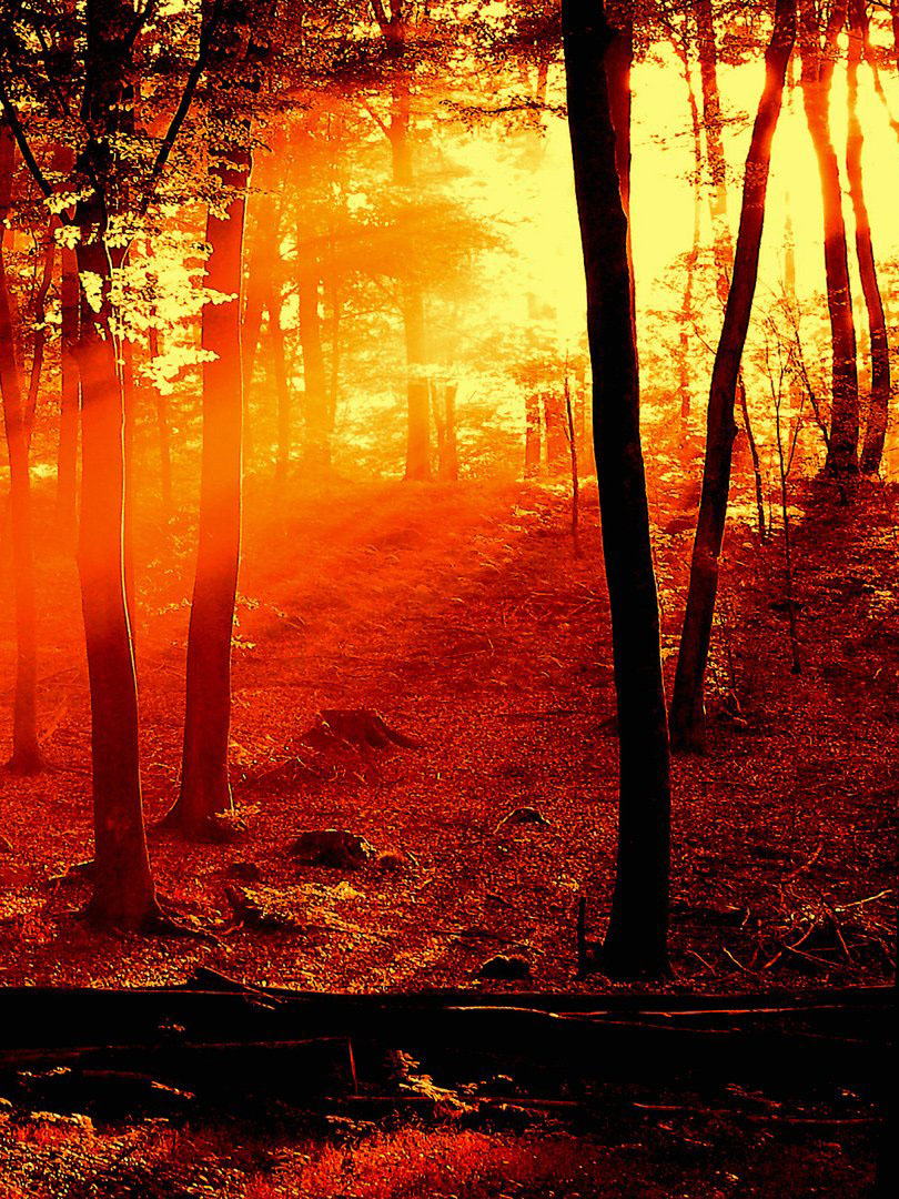 Красные лучи Солнца в лесу