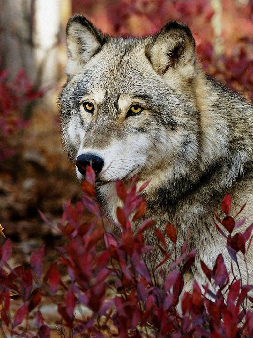 Волк в красной траве