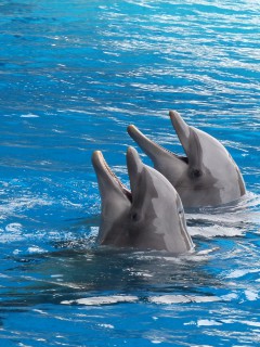 2 дельфина