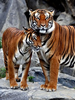 Тигр и тигрица