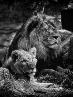 Лев и львица (взгляд)