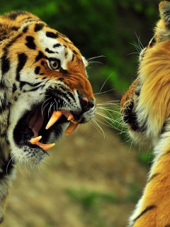 Скалящийся тигр на другого тигра