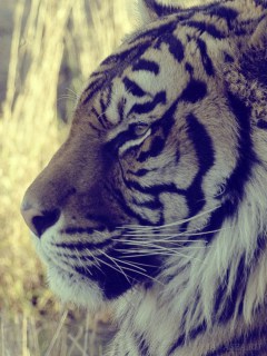 Величественный тигр (профиль)