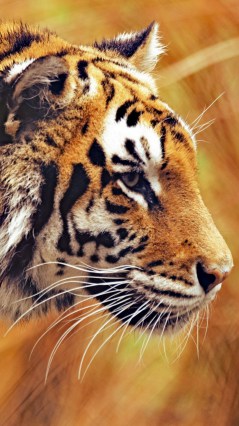 Затаившаяся морда тигра