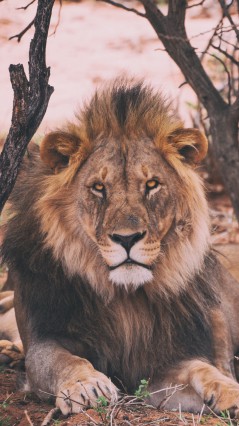Взгляд льва в возрасте
