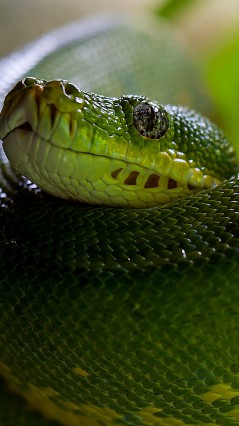 Голова зелёной змеи