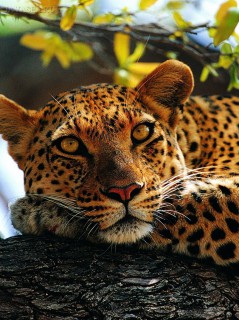 Леопард, лежащий на дереве
